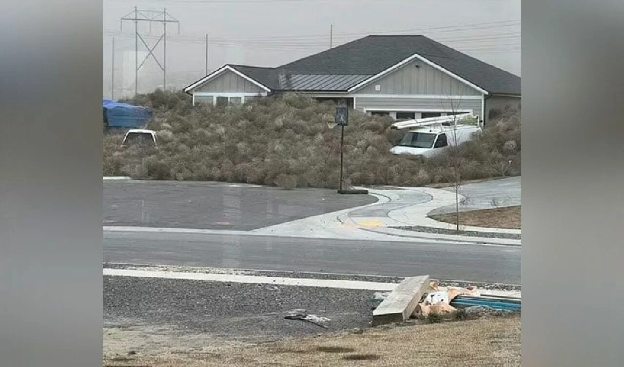 Dikenli otlar şehri istila ettiler: İnsanlar resmen mahsur kaldılar - 1. Resim