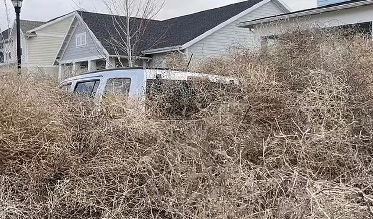 Dikenli otlar şehri istila ettiler: İnsanlar resmen mahsur kaldılar - 2. Resim