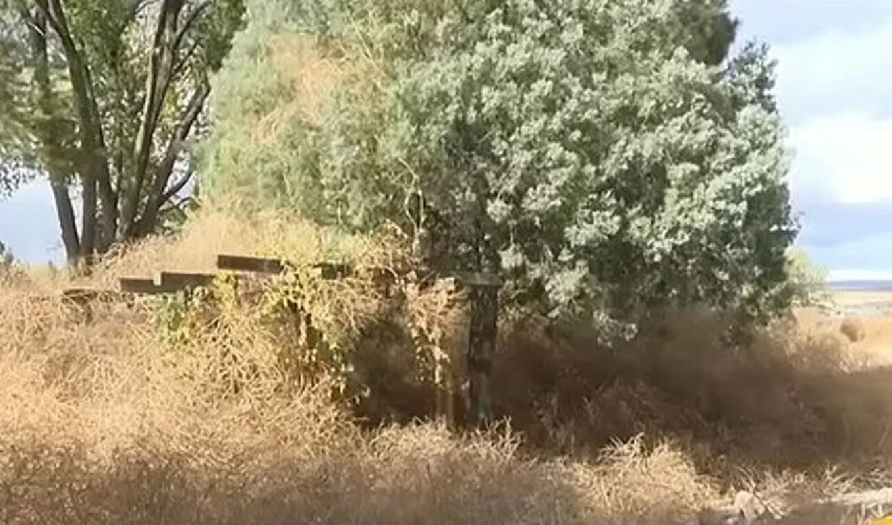 Dikenli otlar şehri istila ettiler: İnsanlar resmen mahsur kaldılar - 4. Resim