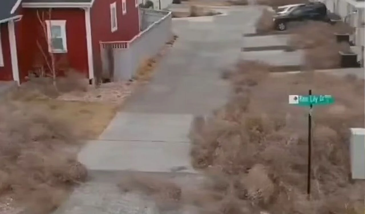 Dikenli otlar şehri istila ettiler: İnsanlar resmen mahsur kaldılar - 3. Resim