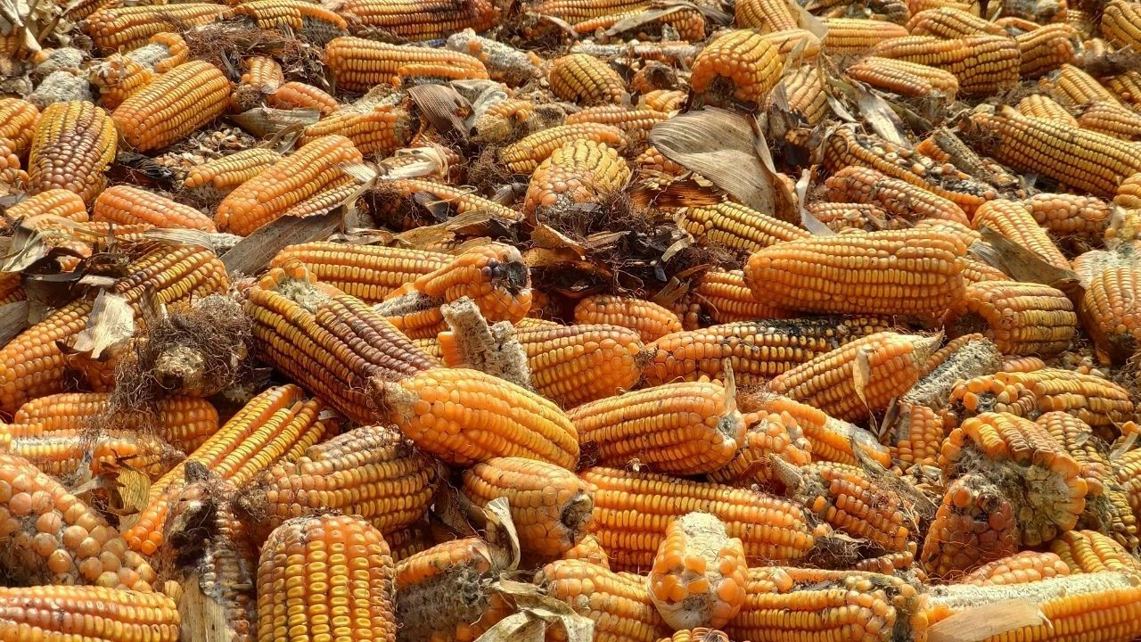 Kuruyemişteki aflatoksin zehirlemesi kansere yol açar mı? Aflatoksinin bulunma ihtimali olan yiyecekler, gıdalar ve süt ürünleri - 3. Resim