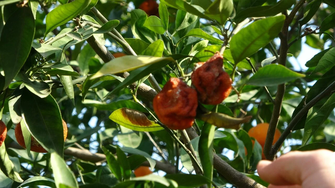 Tarlada 1 TL, markette 40 lira! Bedava verdiler ama narenciyenin yüzüne bakan yok