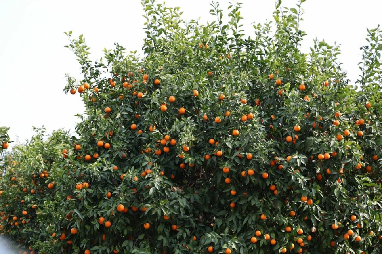 Tarlada 1 TL, markette 40 lira! Bedava verdiler ama narenciyenin yüzüne bakan yok