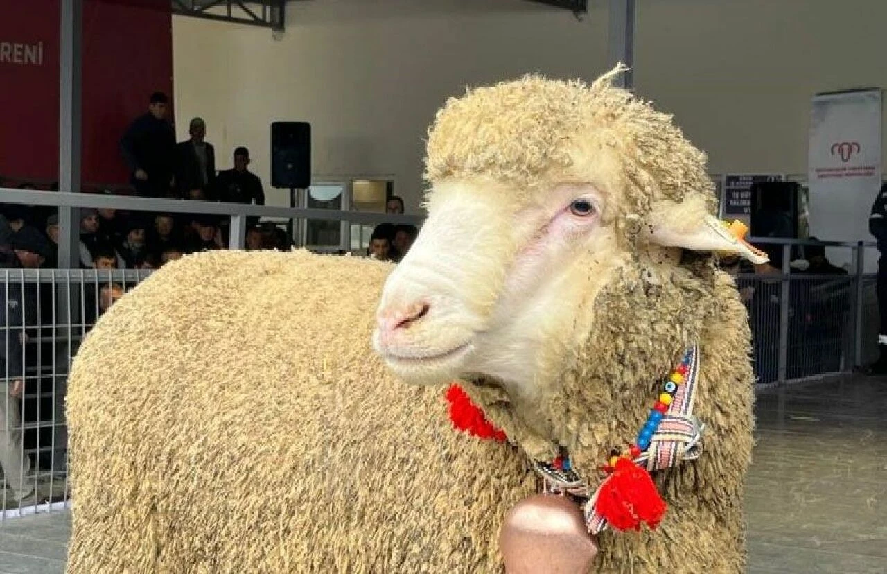 160 koçu solladı: Merinos koçu rekor fiyata satıldı! - 3. Resim