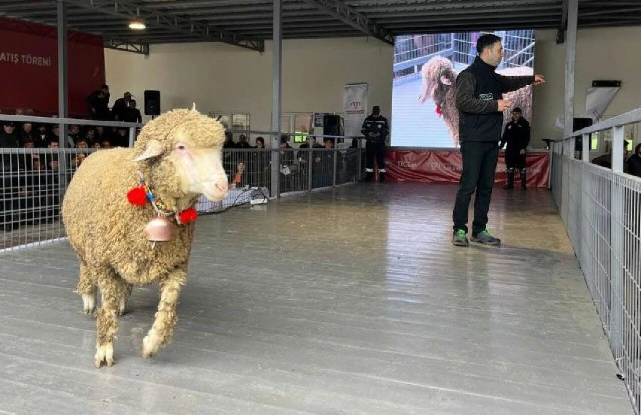 160 koçu solladı: Merinos koçu rekor fiyata satıldı! - 2. Resim