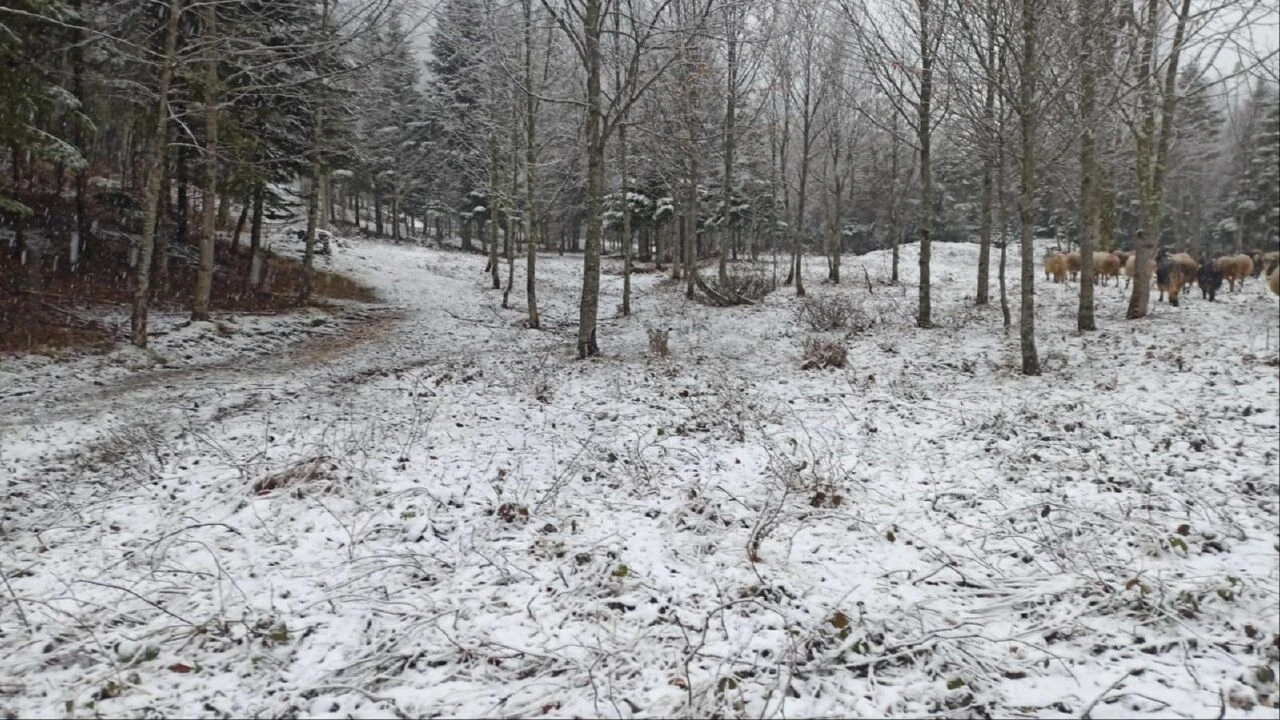 Marmara'da mart kapıdan baktırdı: 2 ilimiz beyaza büründü