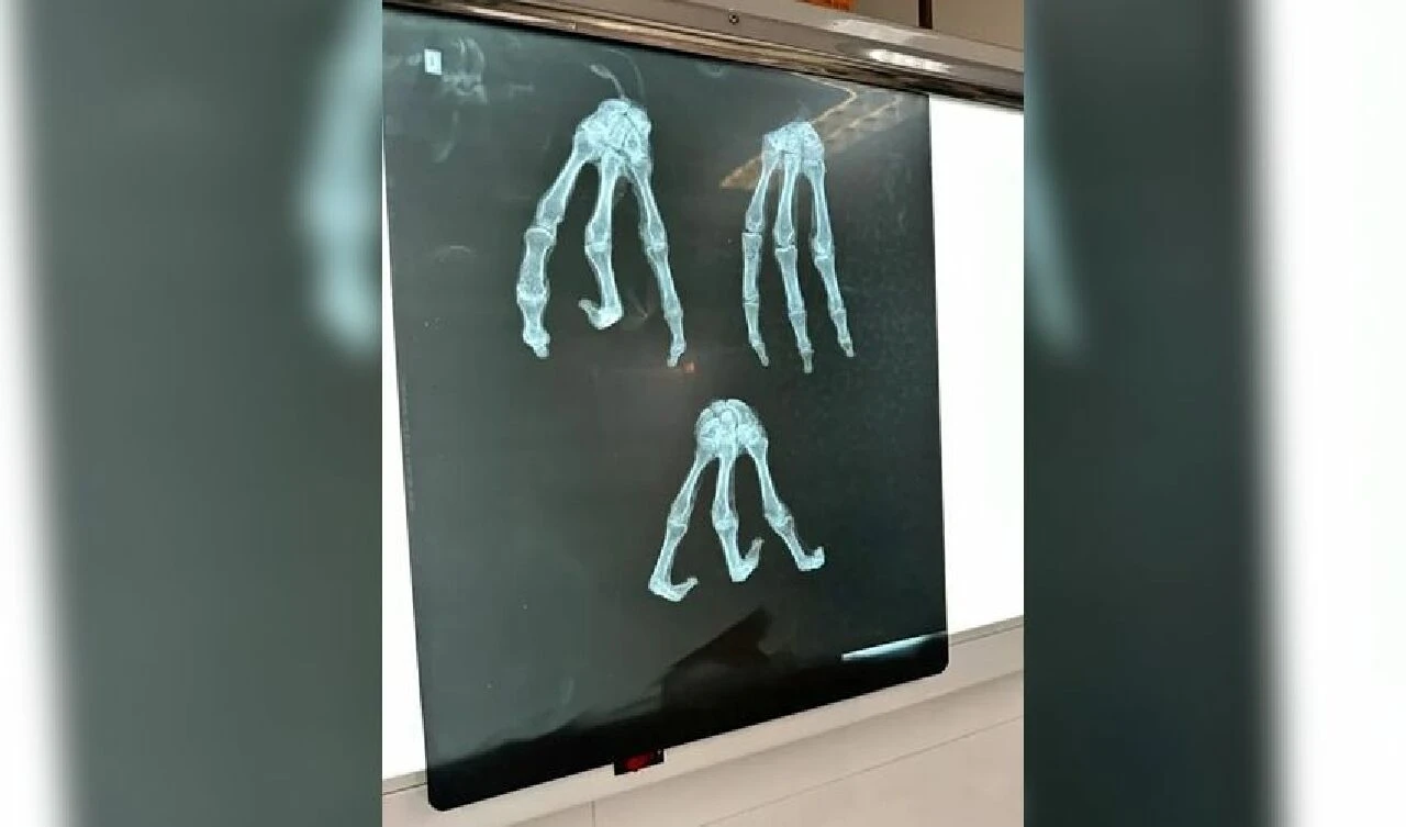 Uzaylı iddiası gündemi sarstı! 3 parmaklı mumyaların gizemi çözülüyor - 3. Resim