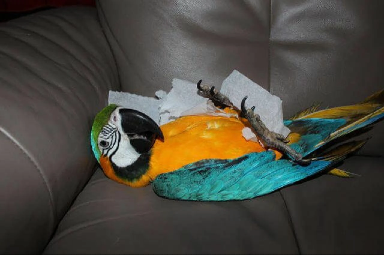 Avrupa'yı saran papağan ateşi salgını 5 kişiyi öldürdü! DSÖ'den uyarı - 1. Resim