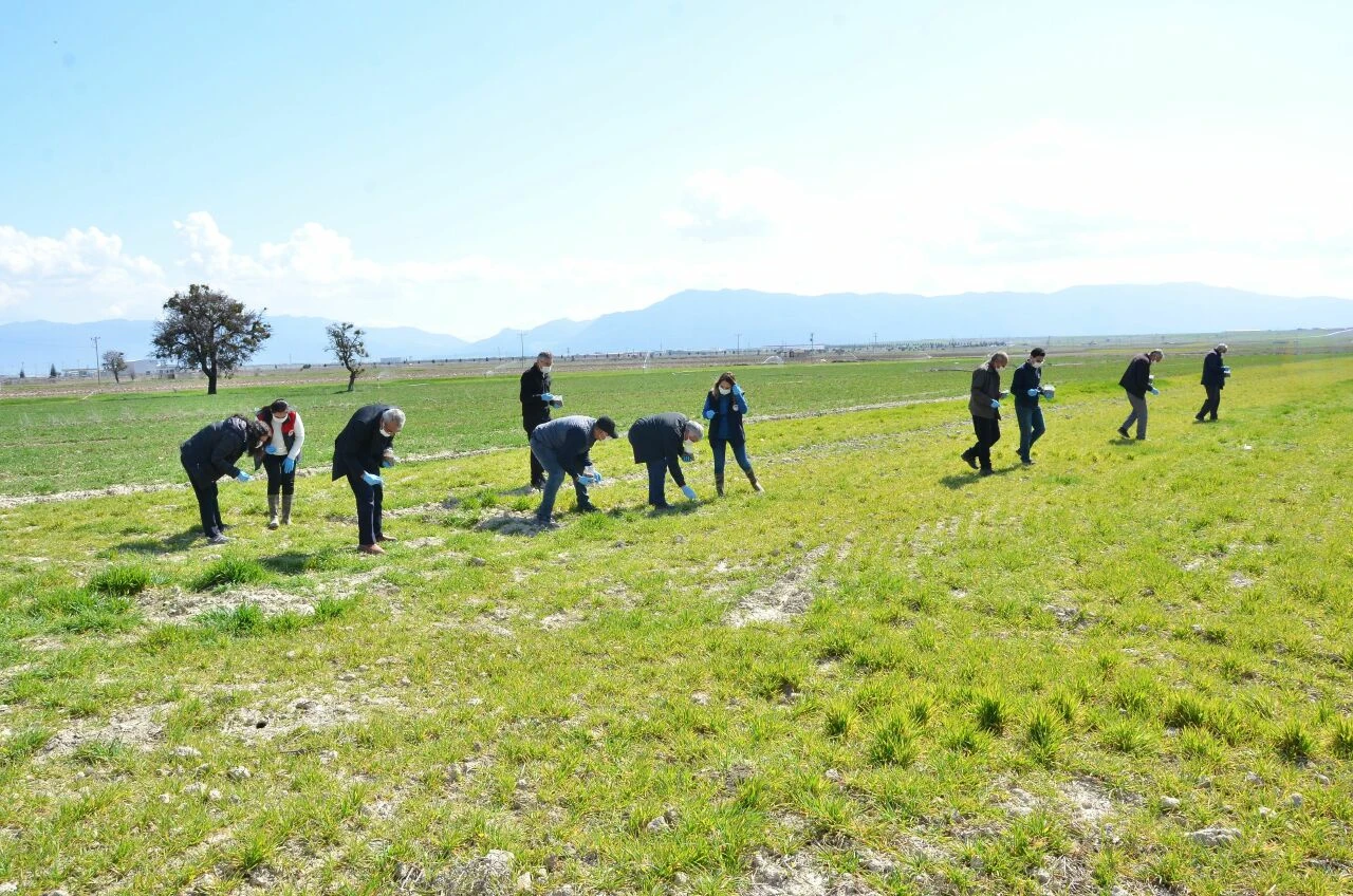 Çiftçiler tarlalarını görünce şaşkına döndü: Biyolojik mücadele başlatıldı
