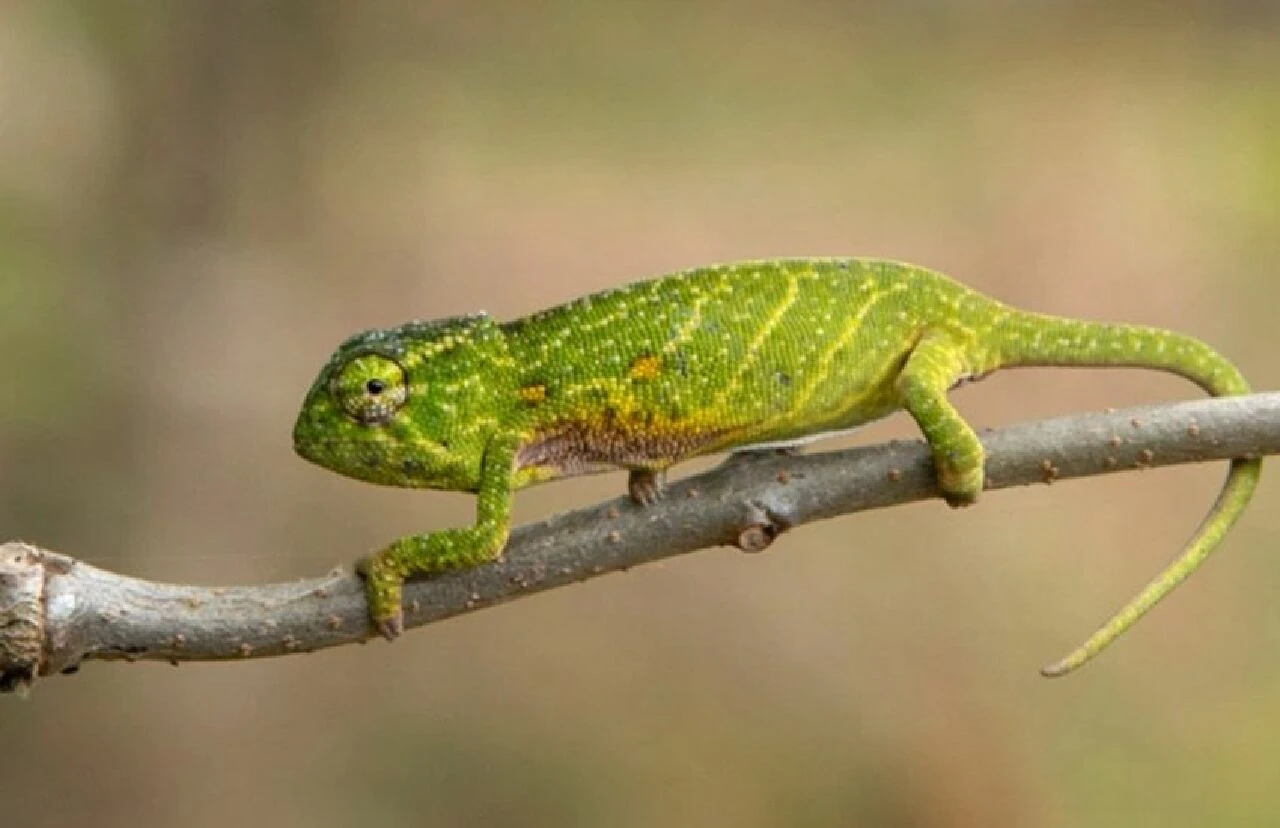 Dünyanın en şaşırtıcı yaşam döngüsü: Her yıl nesli tükeniyor, birkaç ay sonra tekrar ortaya çıkıyor