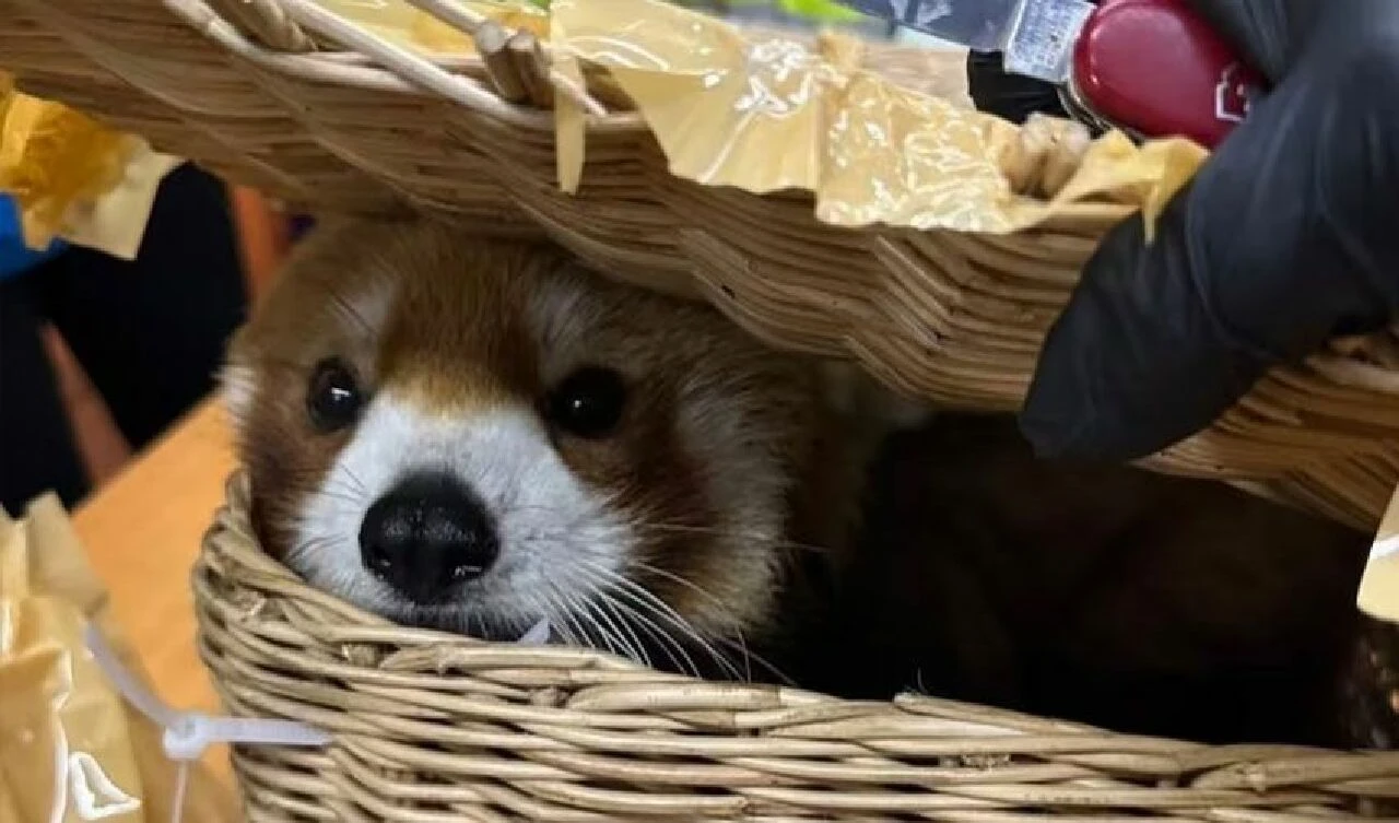 Havalimanında şoke eden bavullar! Kızıl pandalardan yılanlara kadar... - 1. Resim