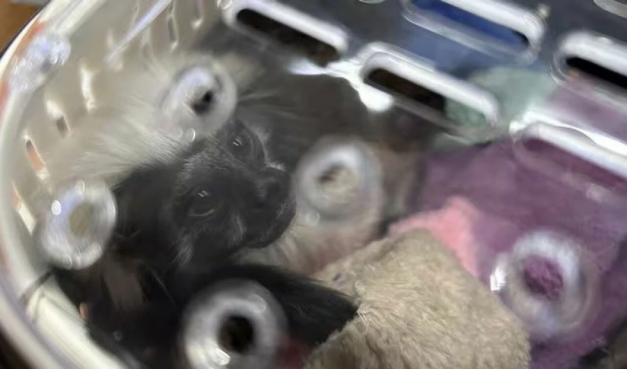 Havalimanında şoke eden bavullar! Kızıl pandalardan yılanlara kadar... - 2. Resim