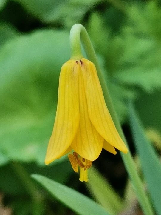 Yeni keşfedilen ters lale türü olan Çermik lalesi Diyarbakır'da görüldü! Dikkat KPSS sorusu olabilir - 1. Resim