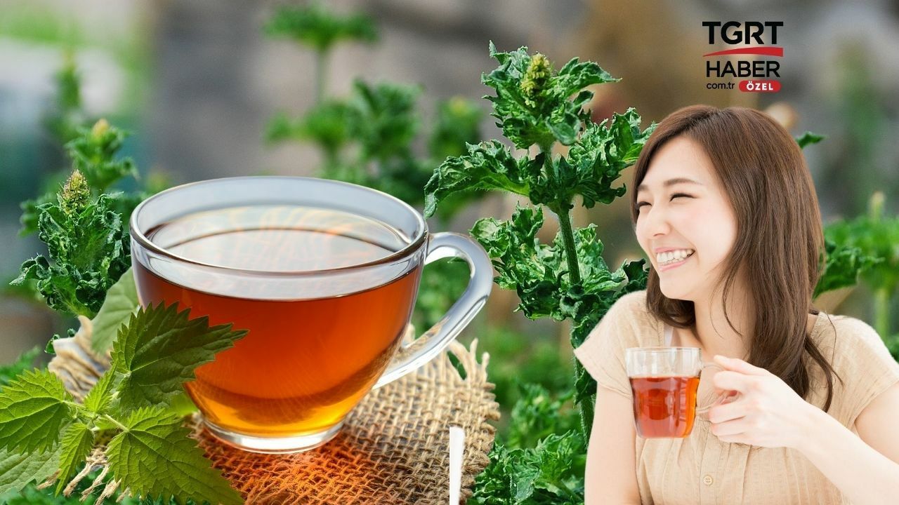 Son günlerin popüler çayını Japonlar dağıttı! Anestezinin en güçlü maddesini barındırıyor