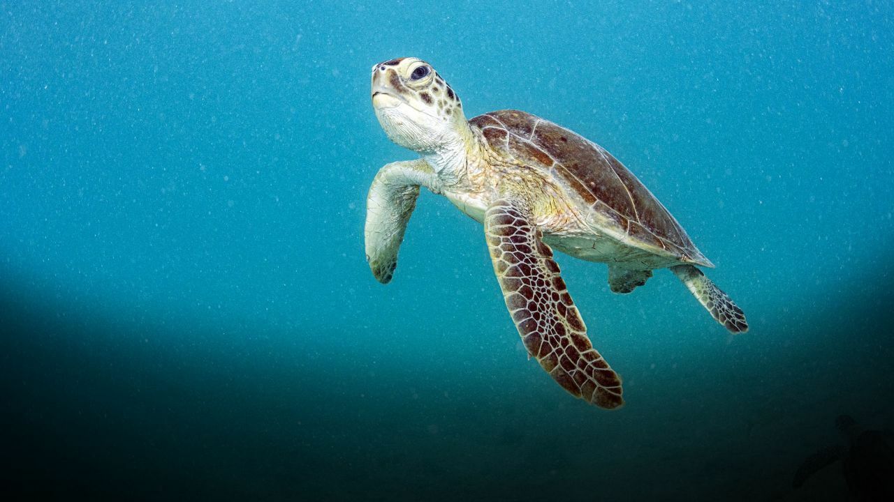 Deniz kaplumbağası yiyen 8 kişi öldü onlarca kişi hastanelik oldu