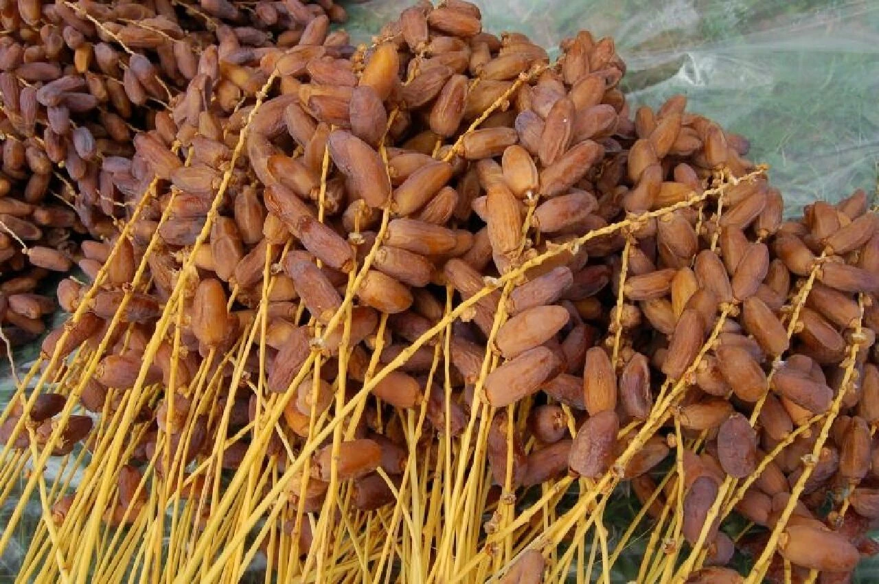 Medine, Kudüs, İran ve Acve… İşte hurmaların fiyatı ve kalitesine göre farkları - 7. Resim