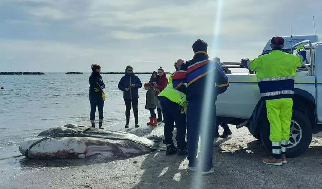 Bir arabadan daha ağır bir güneş balığı sahile vurdu görenler şaştı kaldı