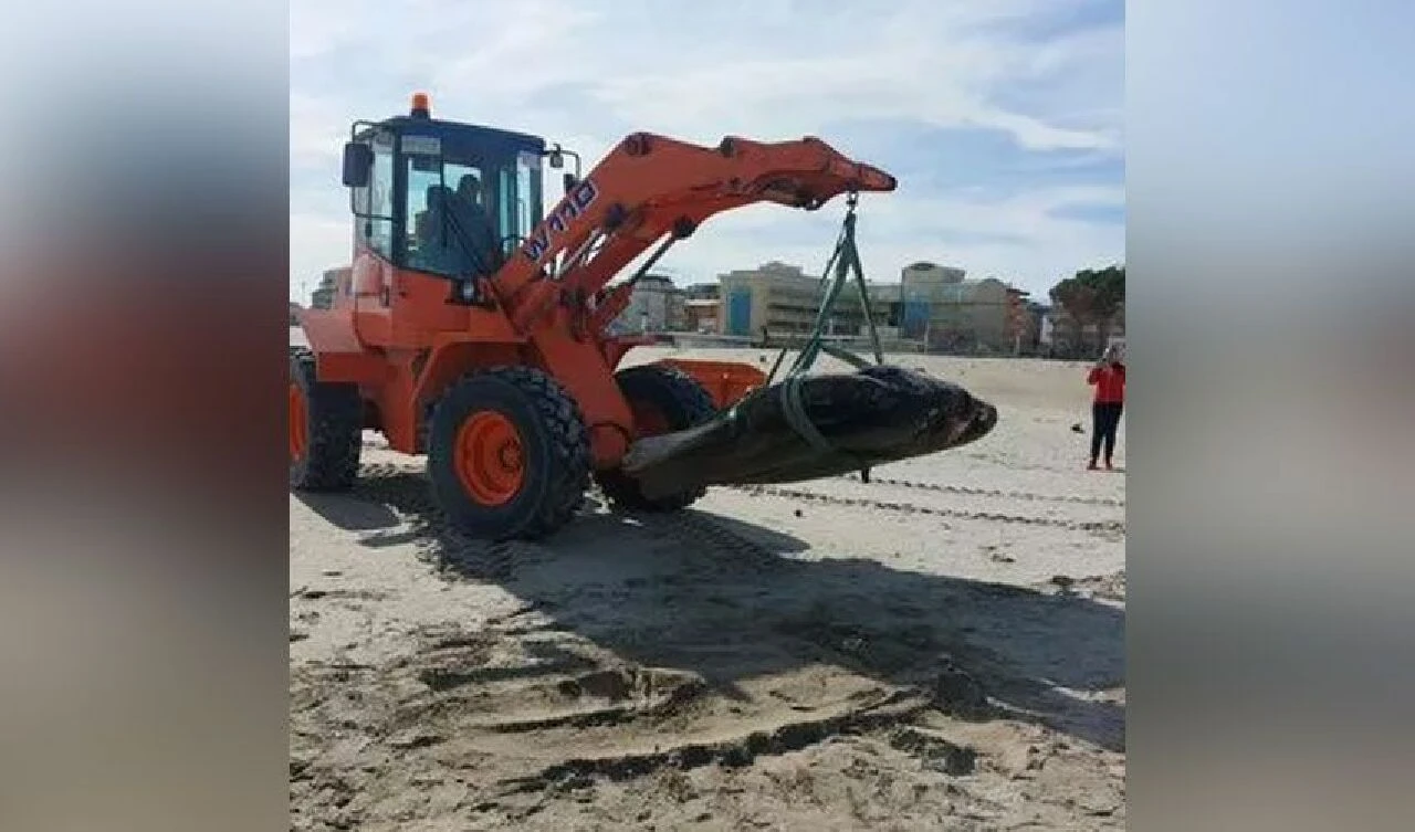 Bir arabadan daha ağır bir güneş balığı sahile vurdu görenler şaştı kaldı