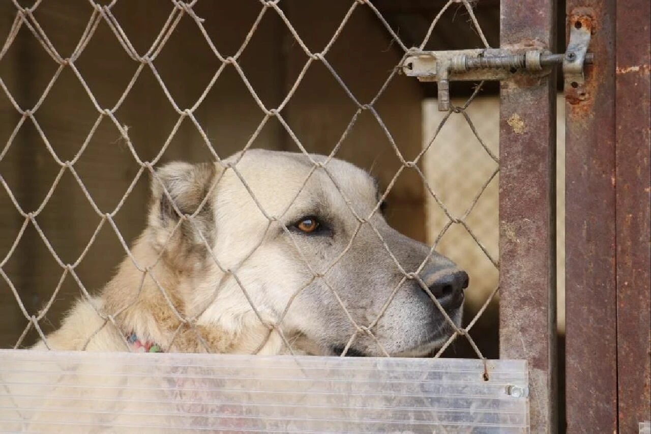 Sokak köpeklerinde kurt özellikleri görülmeye başladı - 3. Resim