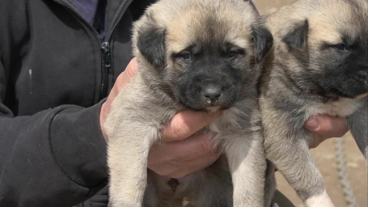 Sokak köpeklerinde kurt özellikleri görülmeye başladı - 2. Resim