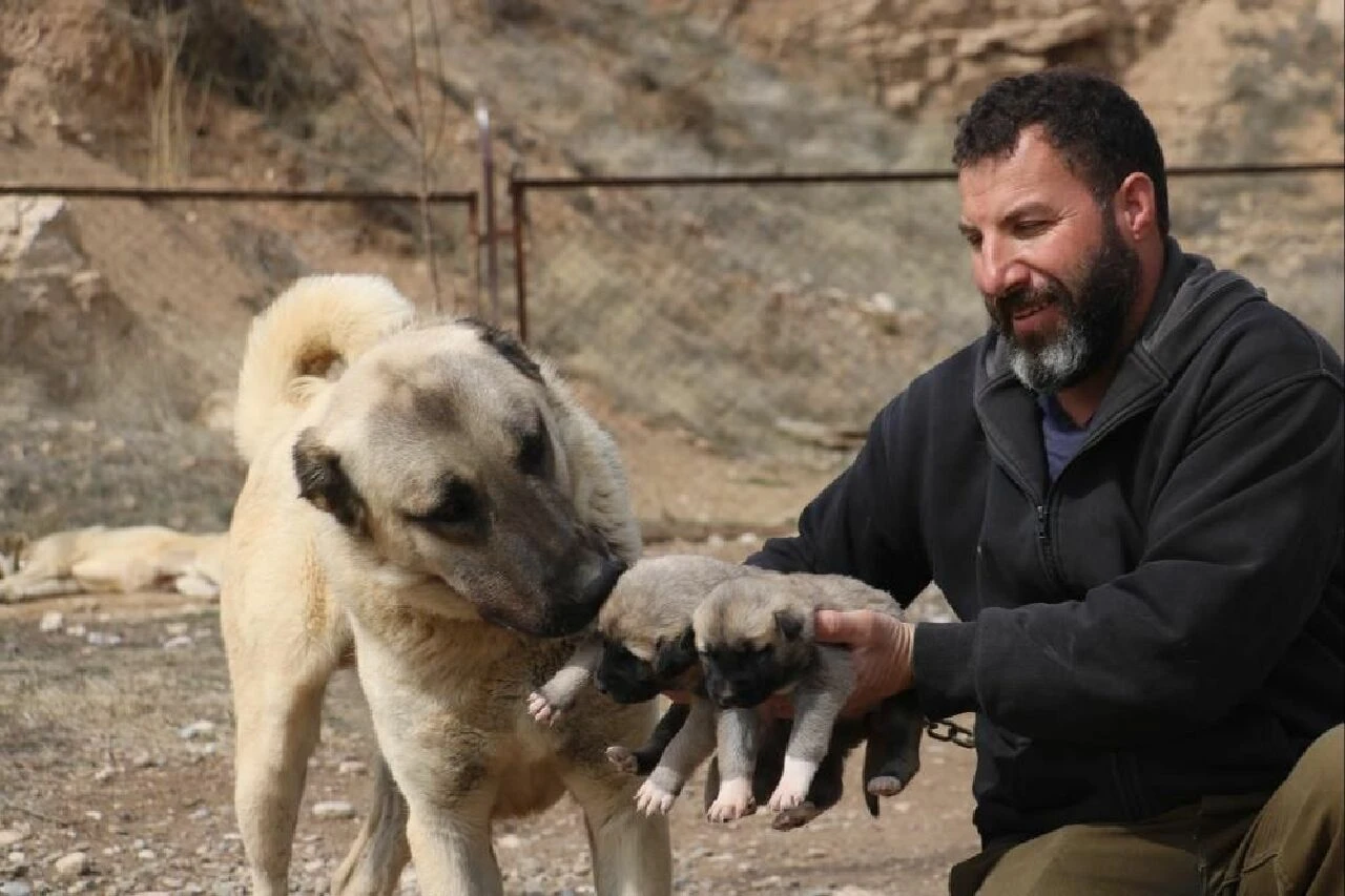 Sokak köpeklerinde kurt özellikleri görülmeye başladı - 4. Resim