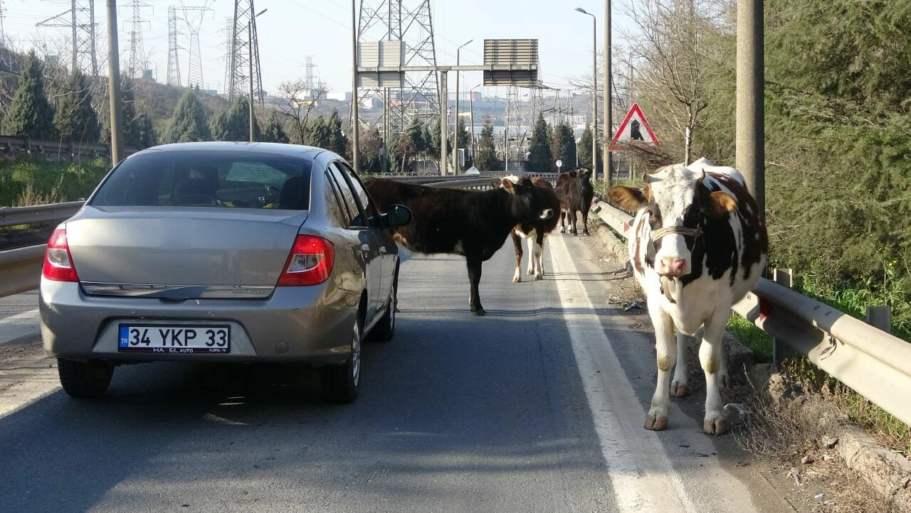 Sürücüler şaşkına döndü! Trafiği birbirine kattılar