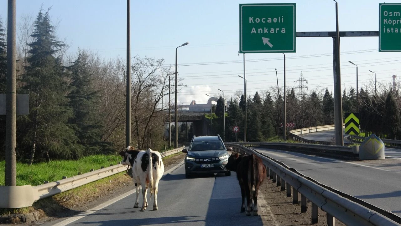 Sürücüler şaşkına döndü! Trafiği birbirine kattılar