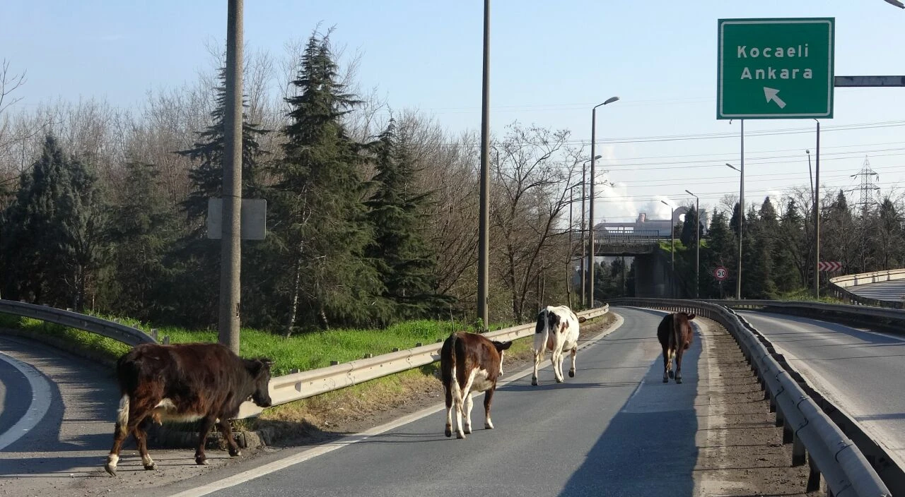 Sürücüler şaşkına döndü! Trafiği birbirine kattılar