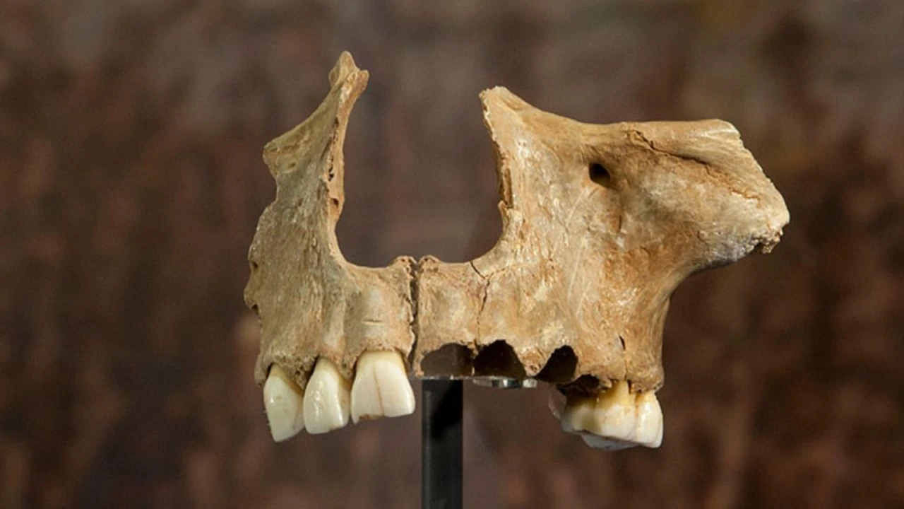 Avrupa'nın kara lekesi her mağarasında Yamyamlık çıktı! Afrika'ya çamur atanların karanlık tarihi