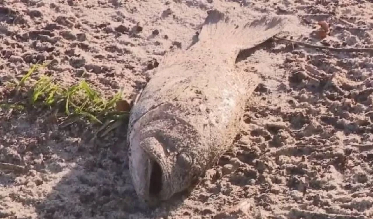 Başına 3 milyonda 1 gerçekleşen olay geldi! 3 metrelik canavarla boğuştu