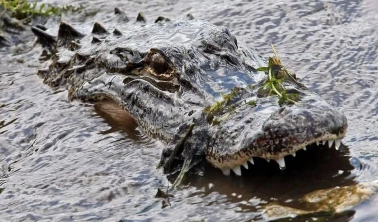 Başına 3 milyonda 1 gerçekleşen olay geldi! 3 metrelik canavarla boğuştu