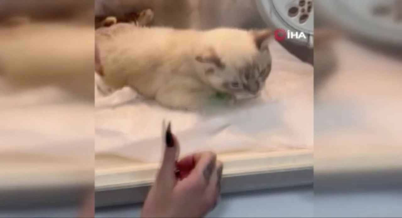 Kedisi ölünce veterinere saldıran fenomen yaşananları anlattı - 2. Resim