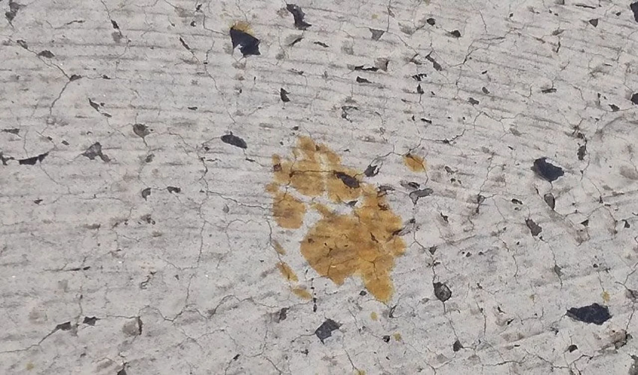 Şehirde kedi alarmı! Eşkali verildi 'sakın dokunmayın' uyarısı yapıldı - 1. Resim