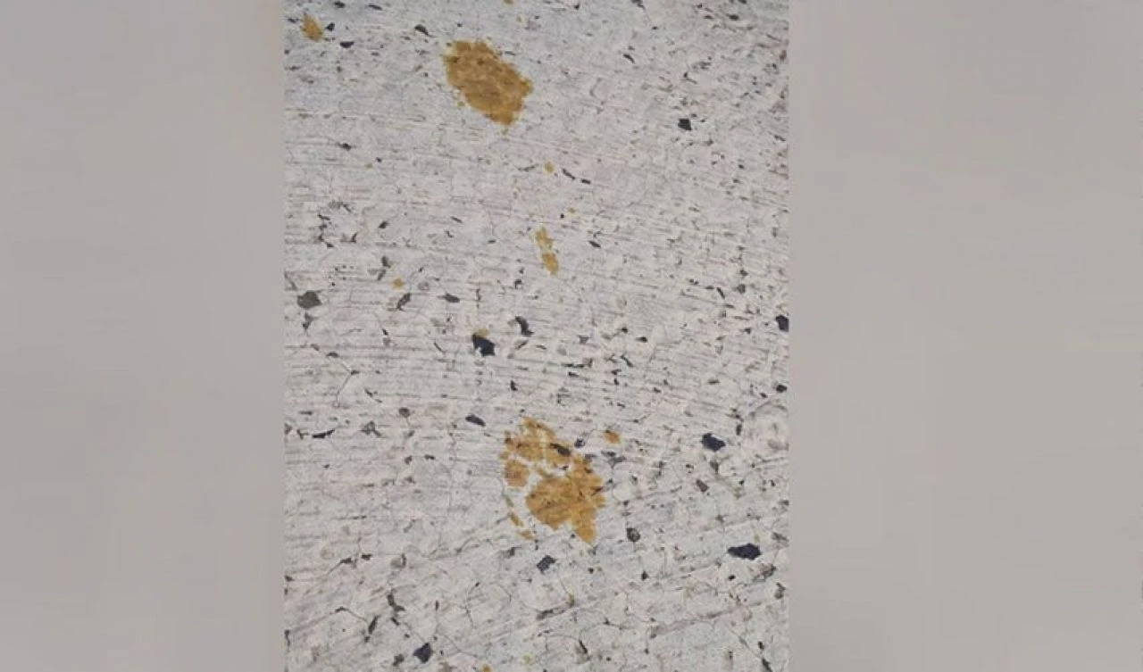 Şehirde kedi alarmı! Eşkali verildi 'sakın dokunmayın' uyarısı yapıldı - 2. Resim