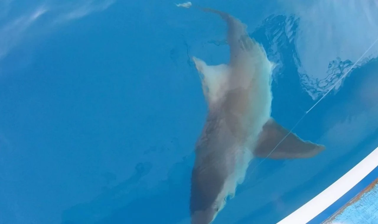 Görünce şaşkına döndü! Amatör balıkçının heyecan dolu dakikaları - 1. Resim