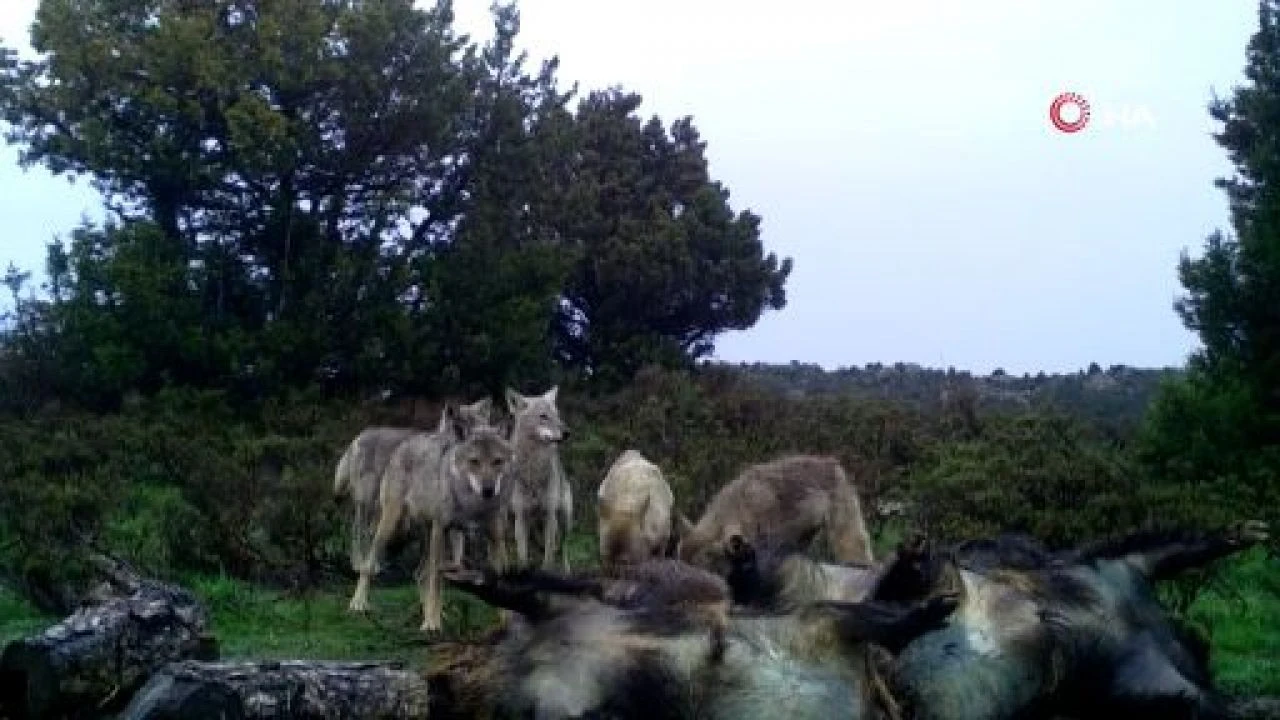 Afrika değil Afyon! Kurtlar ve akbabalar avladıkları domuzu böyle yedi