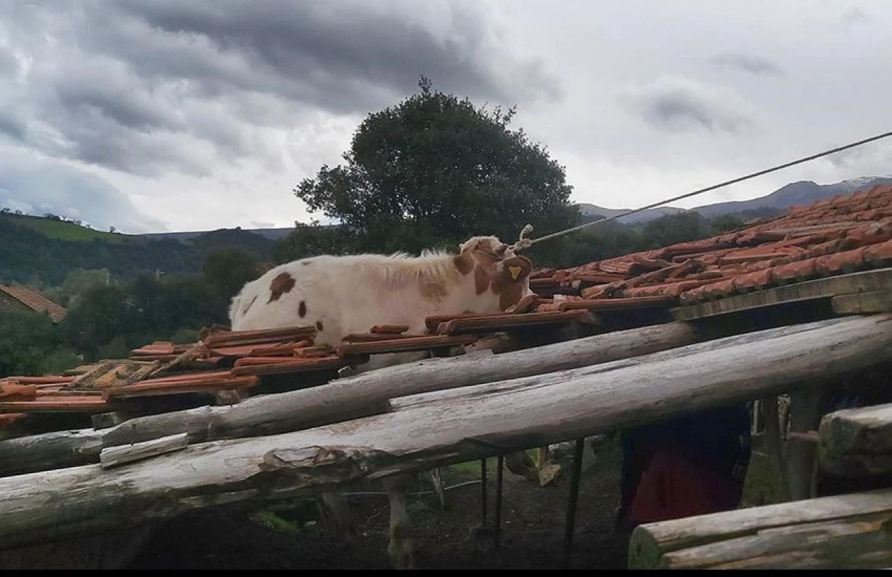 Çatıda mahsur kalan inek kurtarıldı