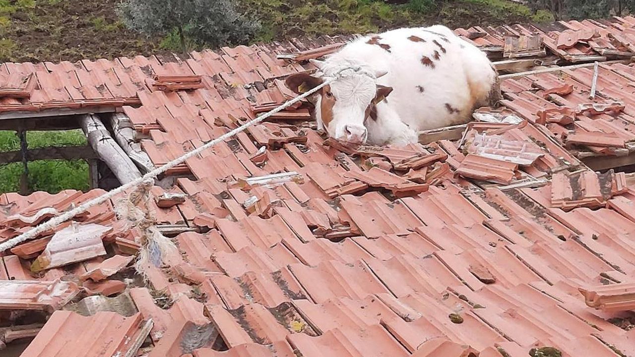 Çatıda mahsur kalan inek kurtarıldı