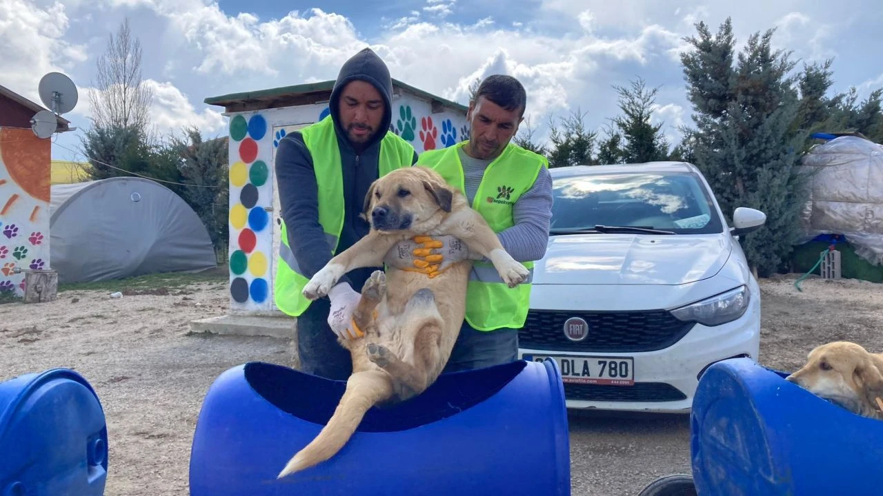 İzleyenleri duygulandırdı: Felçli köpeklere varilden yaptığı trenle şehir turu attırıyor - 1. Resim