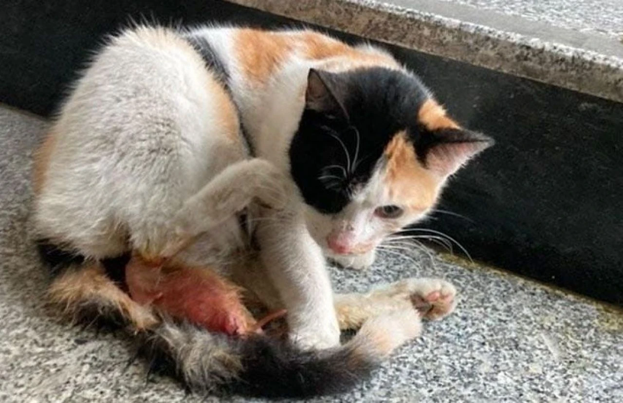 Hastanede şaşkın bakışlar altında doğum yapan kedinin 3 yavrusu oldu!