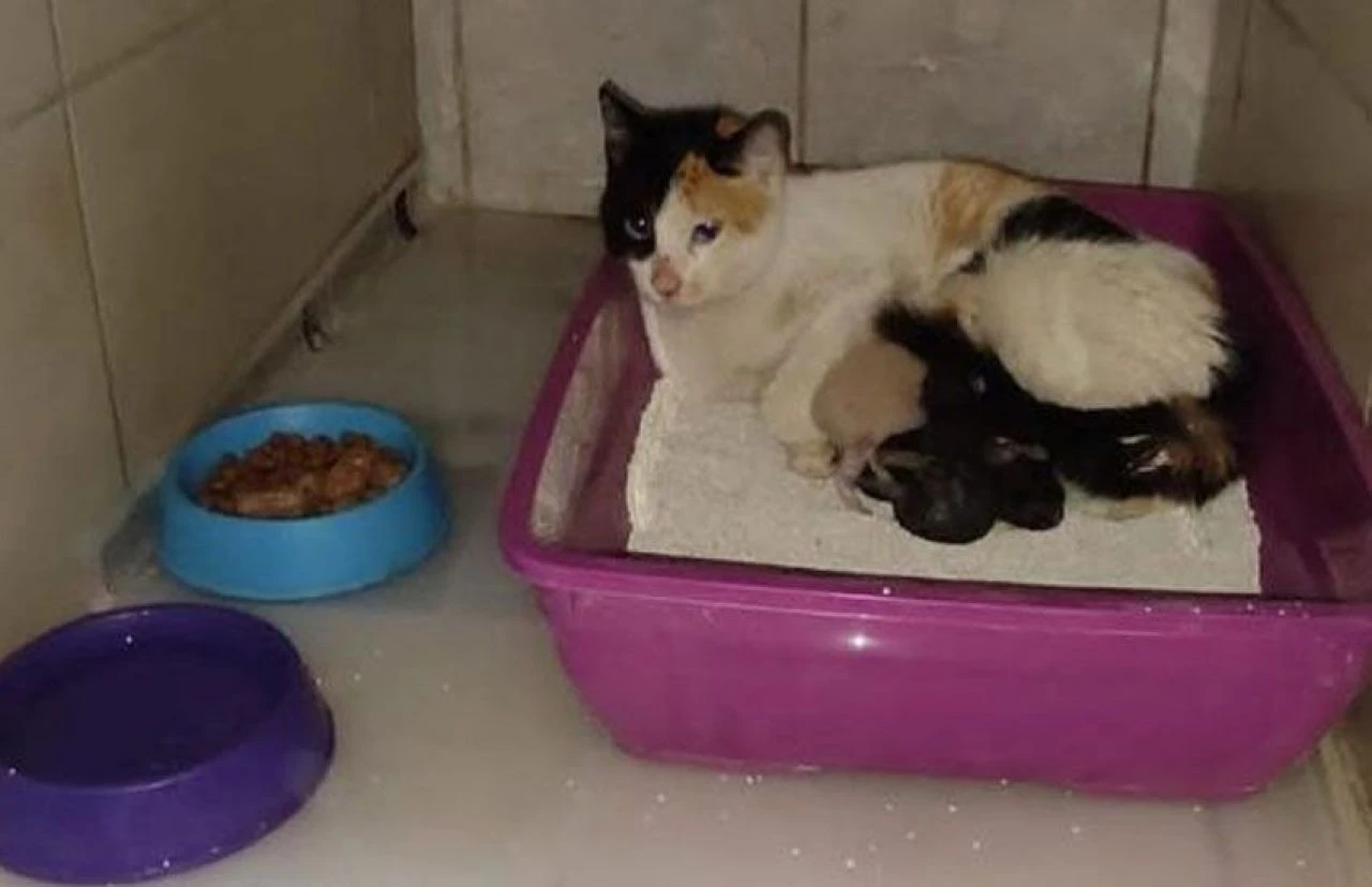 Hastanede şaşkın bakışlar altında doğum yapan kedinin 3 yavrusu oldu!