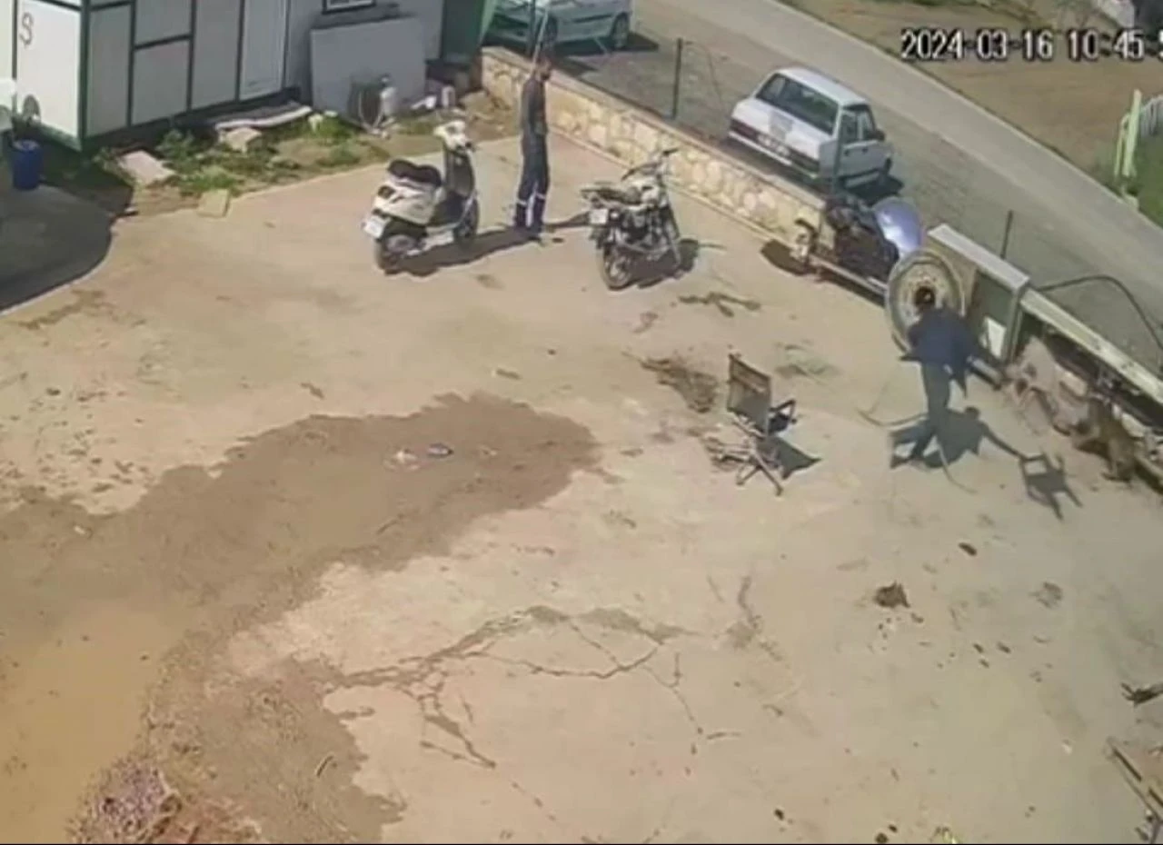 Hortum ve sandalyeyle köpeğe saldırdı! Hem işkenceciye hem saldırana ceza