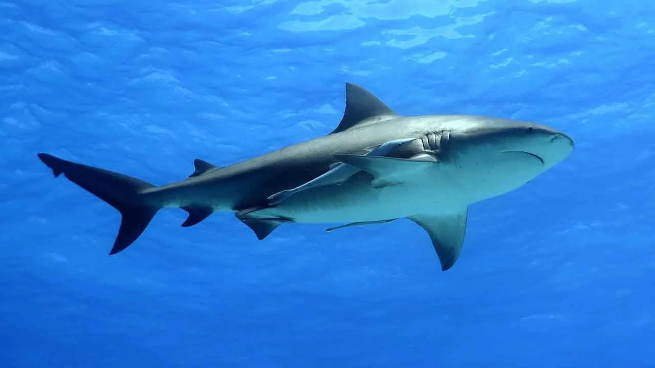 Korkutan araştırma: Denizler ısındıkça, sayıları arttı! Dünyanın en tehlikelisi...