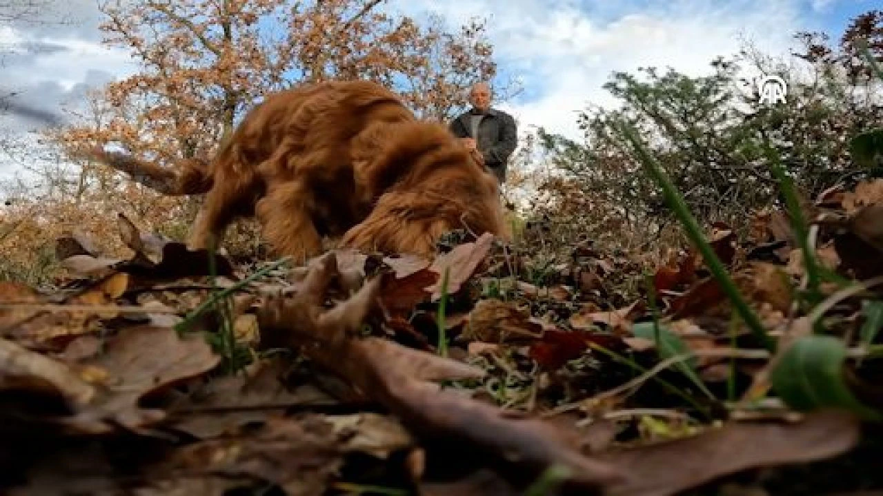 Ormanda özel eğitimli köpeklerle toplanıyor! Paraya para demiyor... Kilosunu 2 bin 460 TL