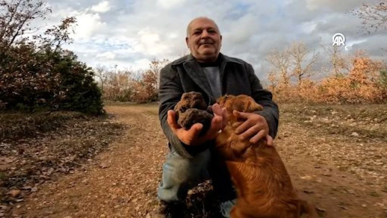 Ormanda özel eğitimli köpeklerle toplanıyor! Paraya para demiyor... Kilosunu 2 bin 460 TL