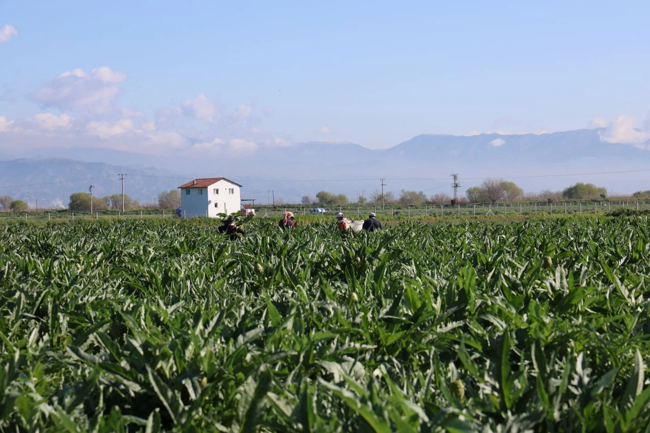 Yeşil elmas tarlada 20, tabakta 400 TL! "Artık lüks olmaya başladı" - 1. Resim