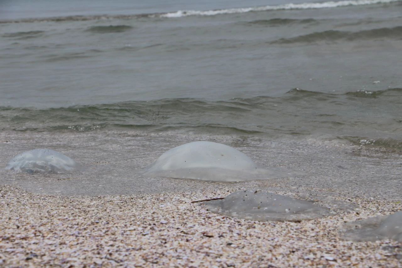 İstila devam ediyor... Akdeniz sahillerini neredeyse tamamen kapladı: "Sakın dokunmayın" - 1. Resim