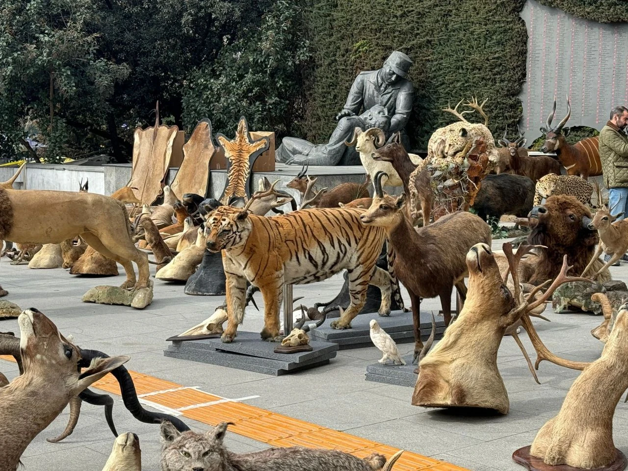 Jaguar, kutup ayısı, aslan... Kaçak müzeye operasyon! Şoke eden detaylar! - 1. Resim