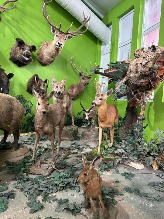 Jaguar, kutup ayısı, aslan... Kaçak müzeye operasyon! Şoke eden detaylar! - 2. Resim