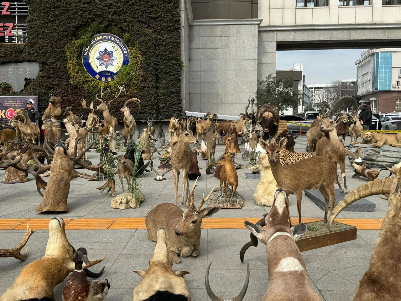 Jaguar, kutup ayısı, aslan... Kaçak müzeye operasyon! Şoke eden detaylar! - 3. Resim